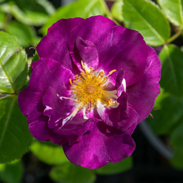 Rose Bush Plant 'Rhapsody In Blue'