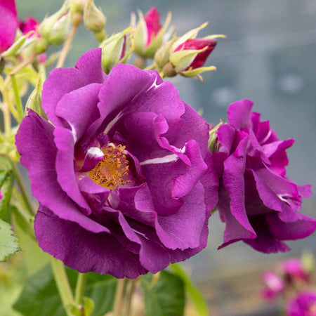 Rose Bush Plant 'Rhapsody In Blue'