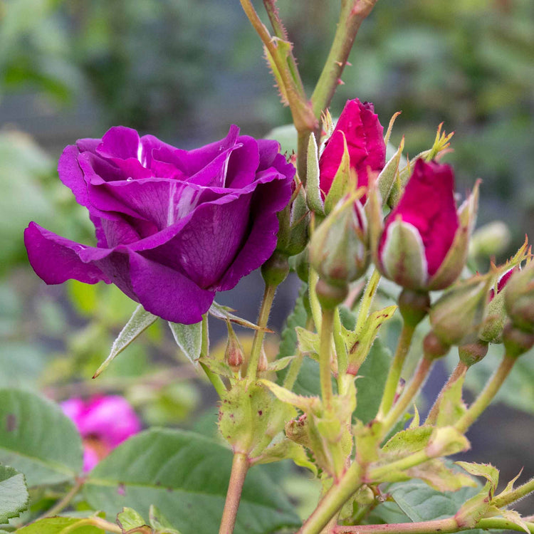 Rose Bush Plant 'Rhapsody In Blue'