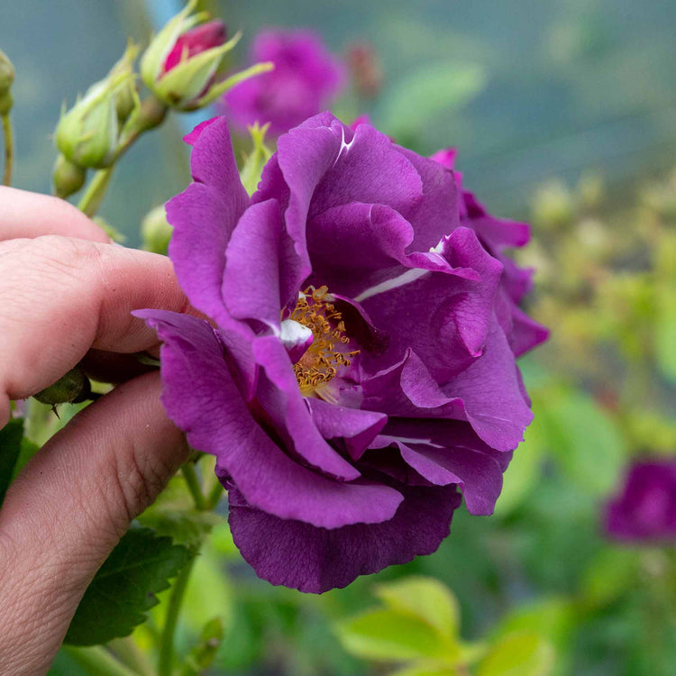 Rose Bush Plant 'Rhapsody In Blue'