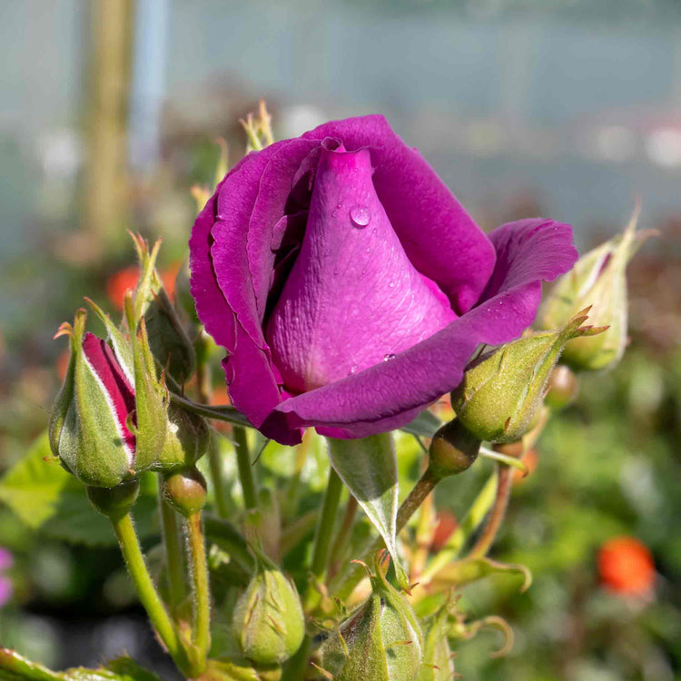 Rose Bush Plant 'Rhapsody In Blue'