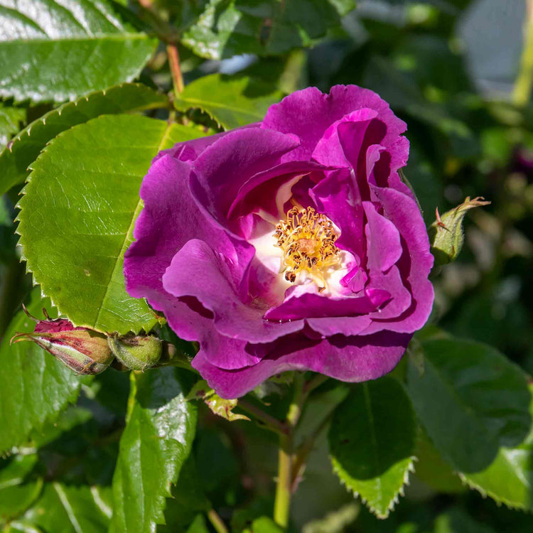 Rose Bush Plant 'Rhapsody In Blue'