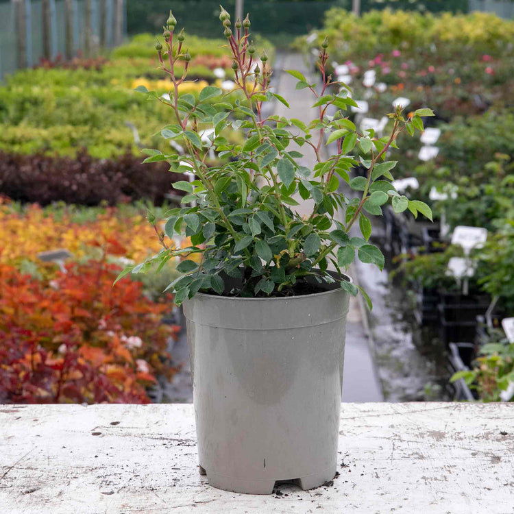 Rose Bush Plant 'Bonica'