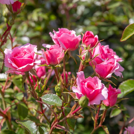 Rose Bush Plant 'Bonica'