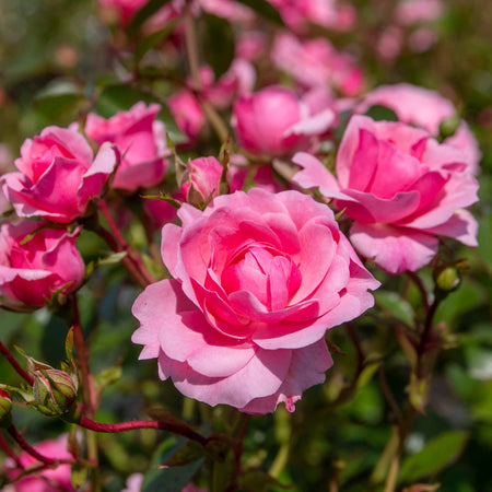 Rose Bush Plant 'Bonica'