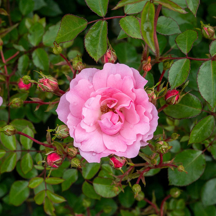 Rose Bush Plant 'Bonica'