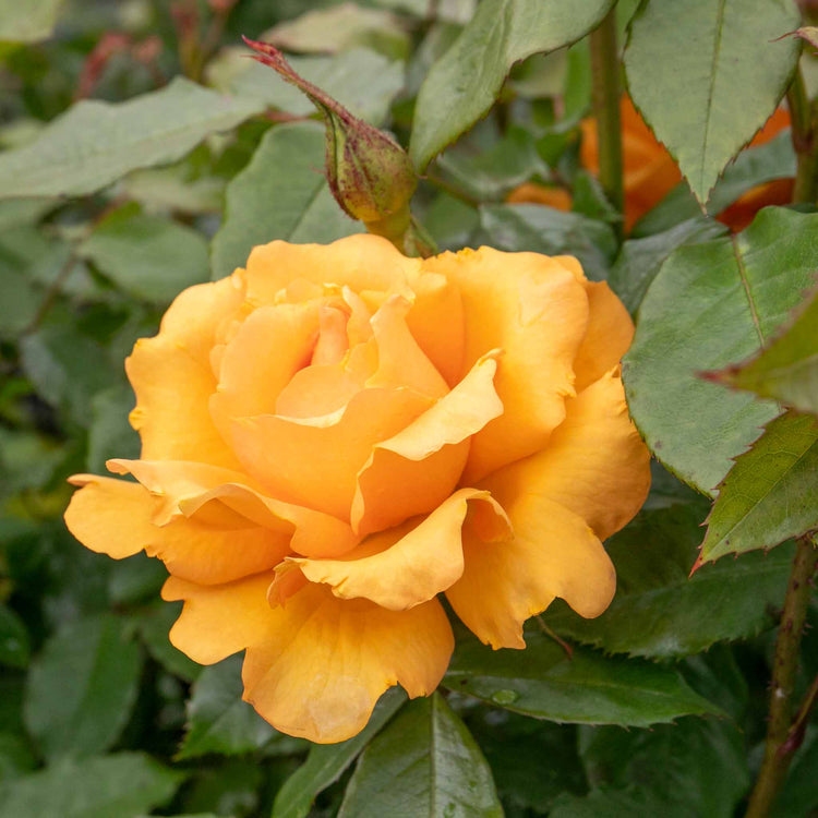 Rose Bush Plant 'Golden Beauty'