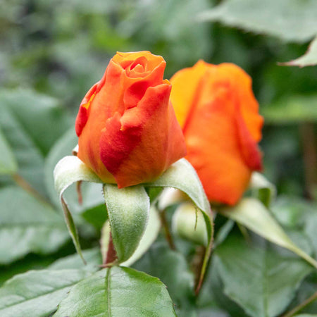 Rose Bush Plant 'Golden Beauty'