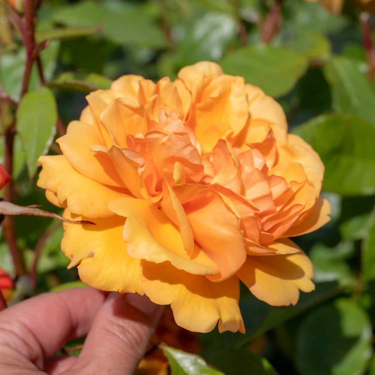 Rose Bush Plant 'Golden Beauty'