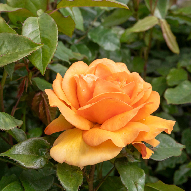 Rose Bush Plant 'Golden Beauty'