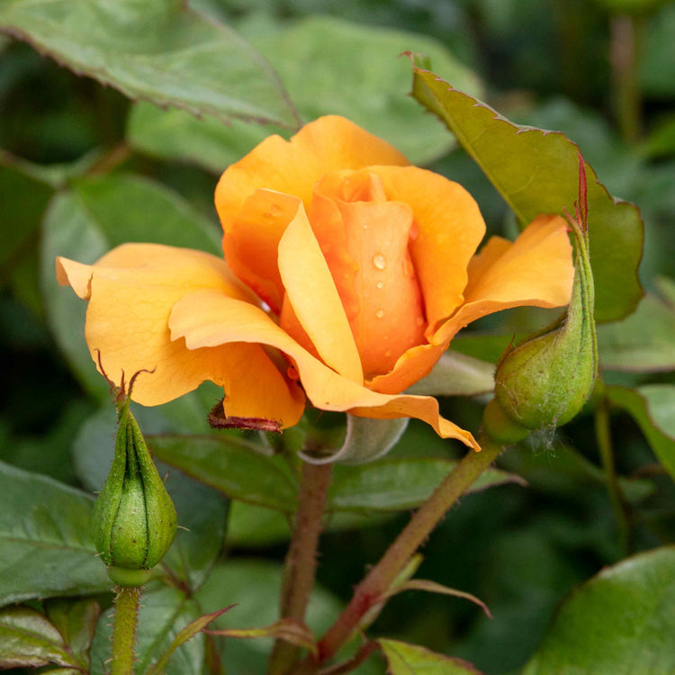 Rose Bush Plant 'Golden Beauty'