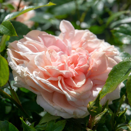 Rose Bush plant 'Joie De Vivre'