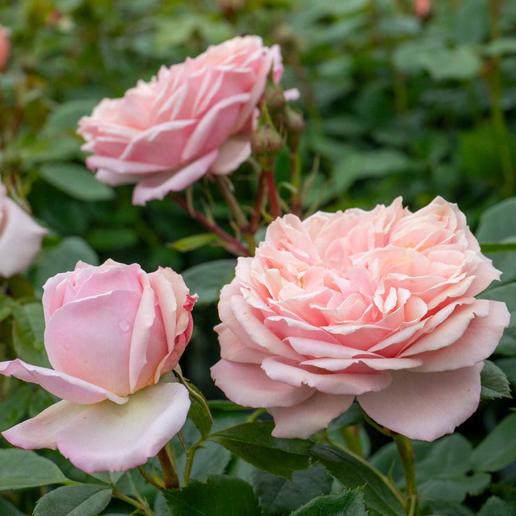 Rose Bush plant 'Joie De Vivre'