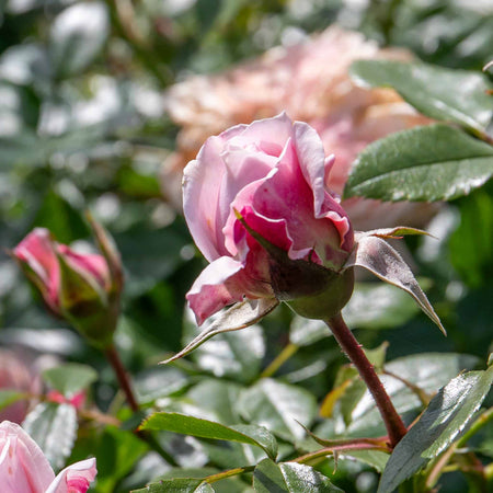 Rose Bush plant 'Joie De Vivre'