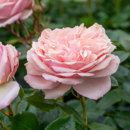 Rose Bush plant 'Joie De Vivre'