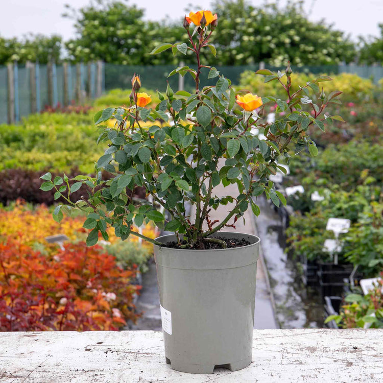Climbing Rose Plant 'Laura Ford'
