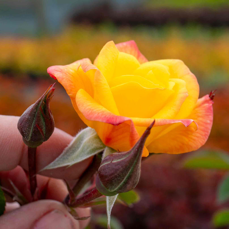 Climbing Rose Plant 'Laura Ford'