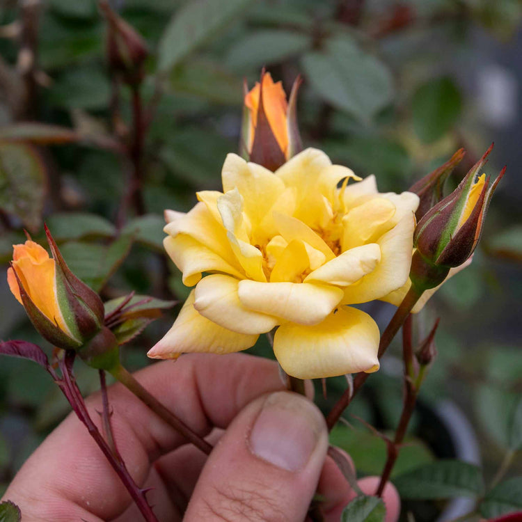 Climbing Rose Plant 'Laura Ford'