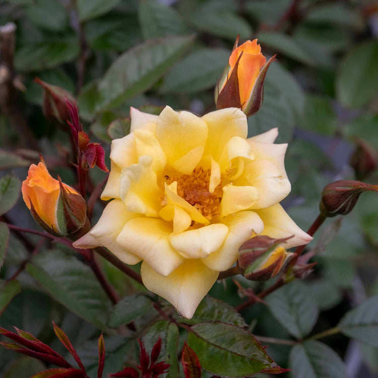 Climbing Rose Plant 'Laura Ford'