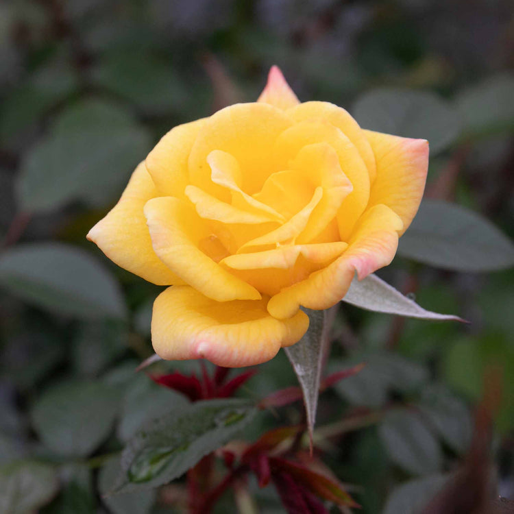 Climbing Rose Plant 'Laura Ford'