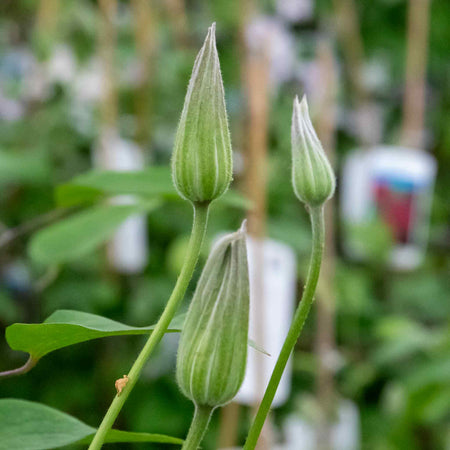 Clematis Plant 'Montana'