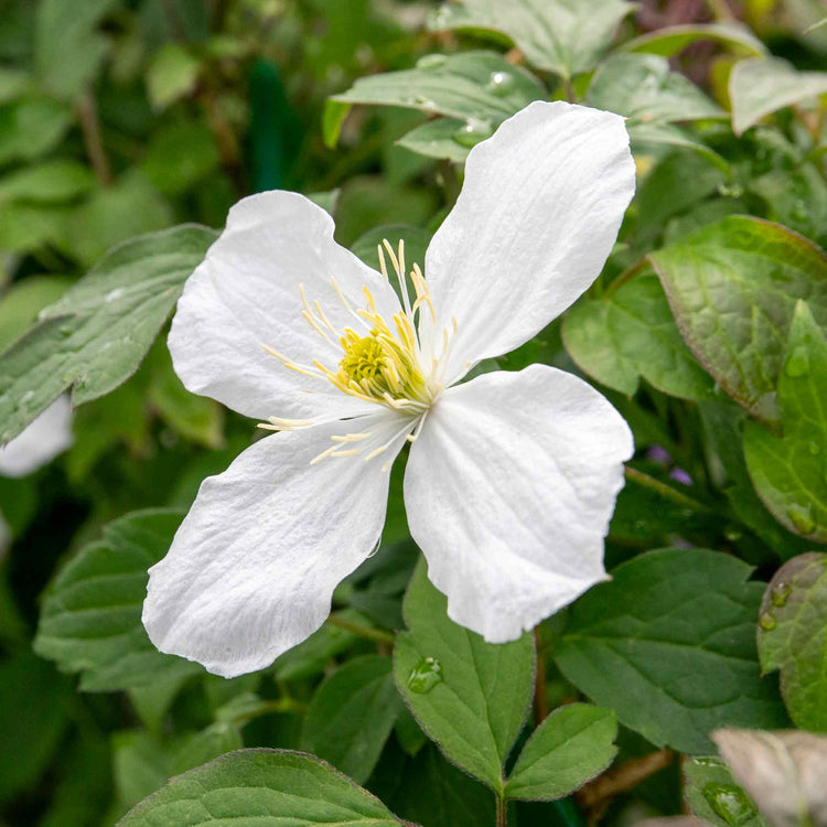 Clematis Plant 'Grandiflora'