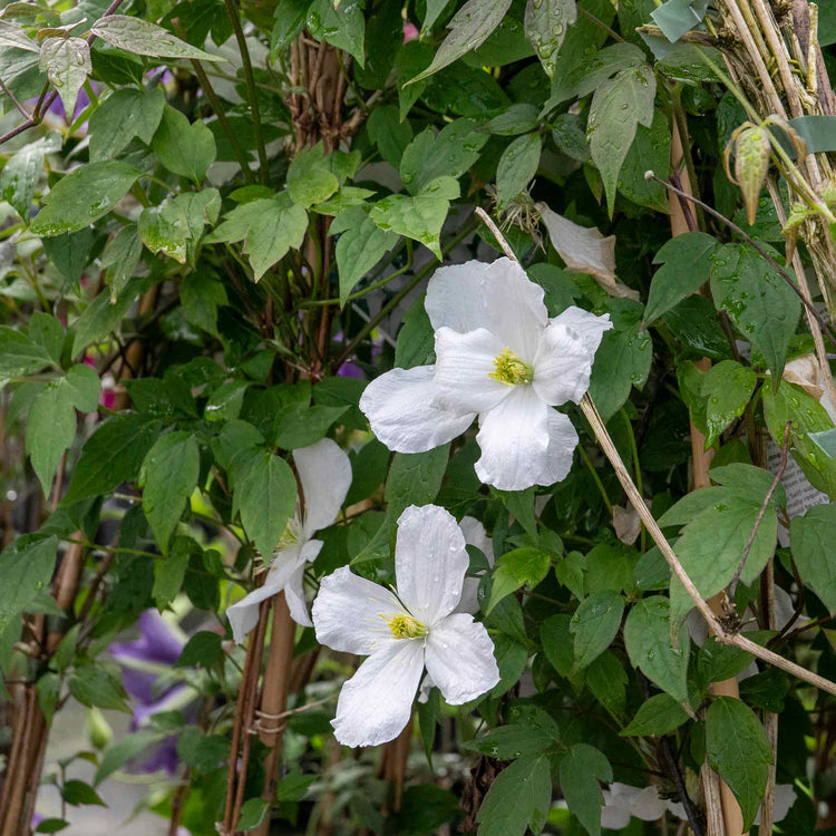 Clematis Plant 'Grandiflora'