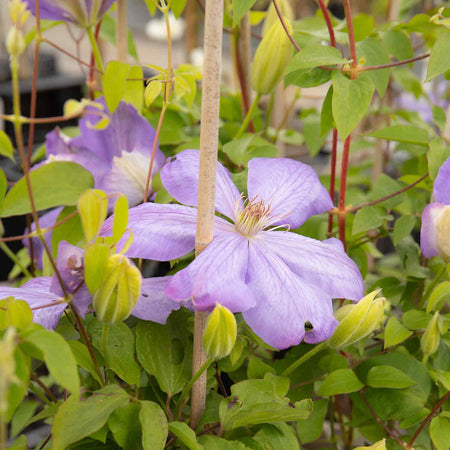 Clematis Plant Hybrid 'Mrs Cholmondeley'