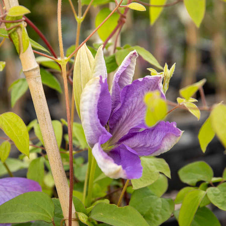 Clematis Plant Hybrid 'Mrs Cholmondeley'