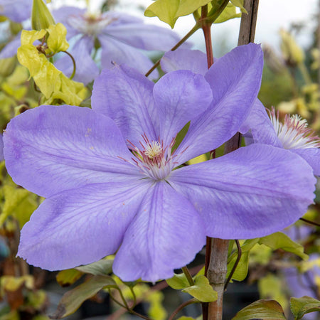 Clematis Plant Hybrid 'Mrs Cholmondeley'