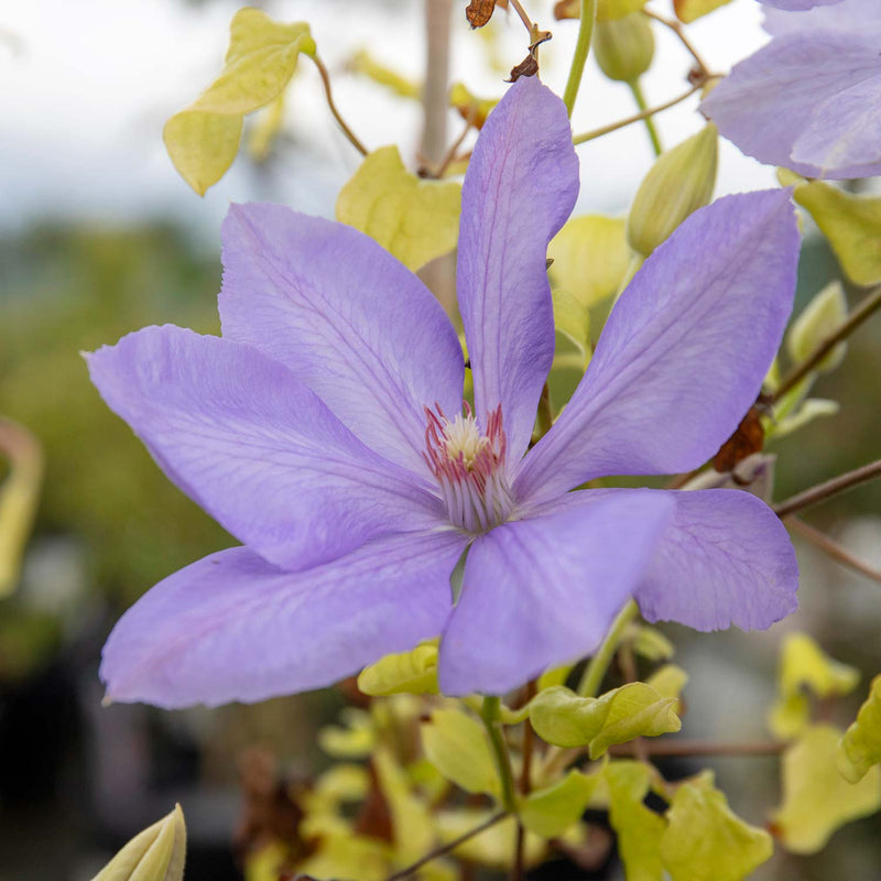 Clematis Plant Hybrid 'Mrs Cholmondeley'