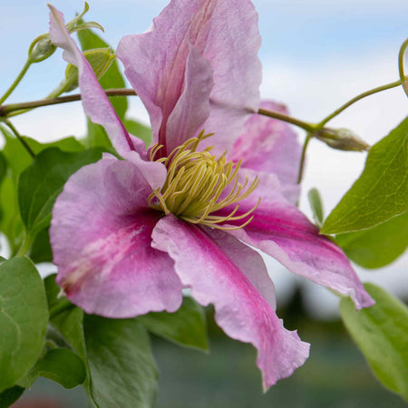 Clematis Plant Hybrid 'Pilu'