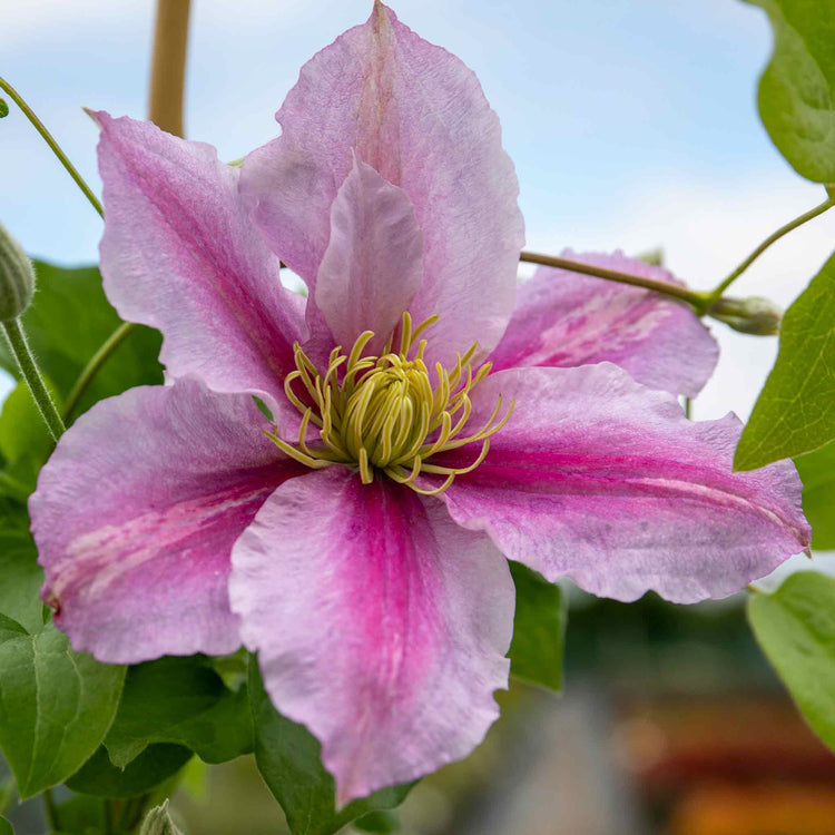 Clematis Plant Hybrid 'Pilu'