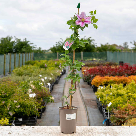 Clematis Plant Hybrid 'Pilu'