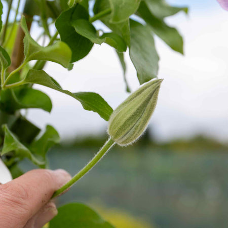 Clematis Plant Hybrid 'Pilu'