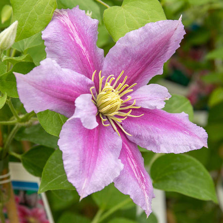 Clematis Plant Hybrid 'Pilu'