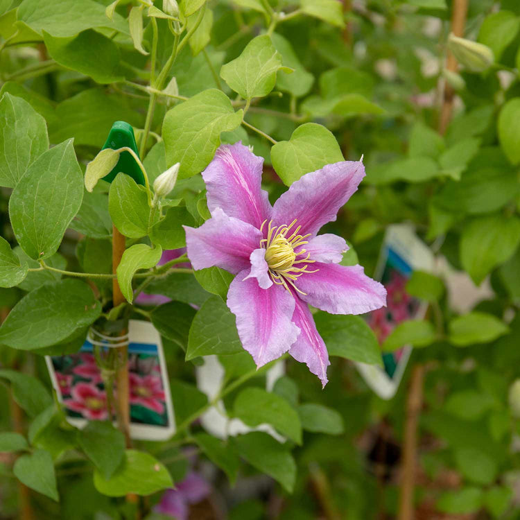 Clematis Plant Hybrid 'Pilu'