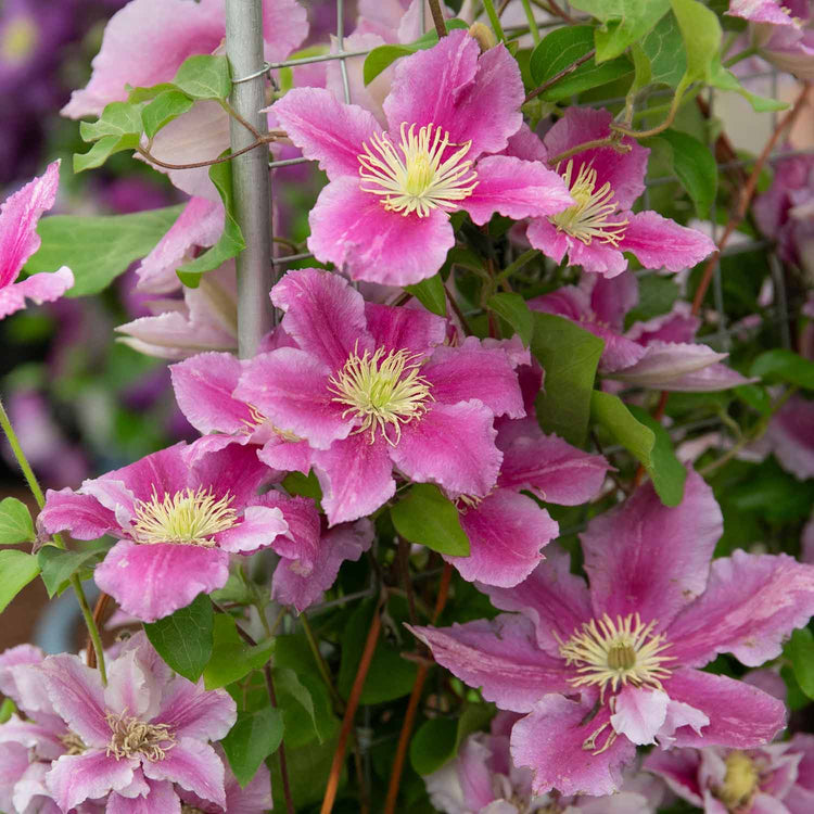 Clematis Plant Hybrid 'Pilu'