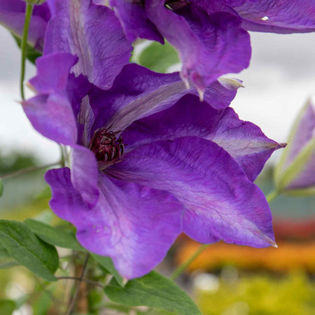 Clematis Plant 'The President'