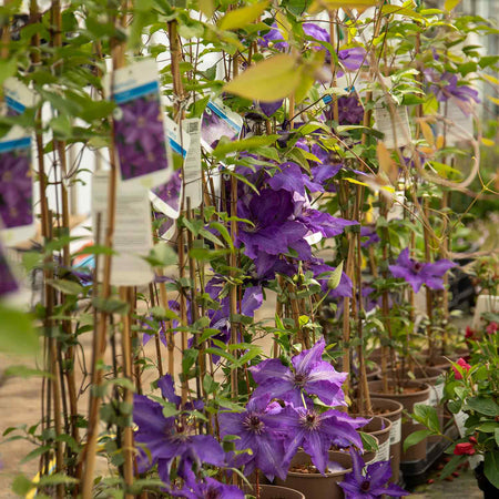 Clematis Plant 'The President'