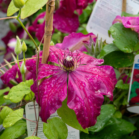 Clematis Plant 'Westerplatte'