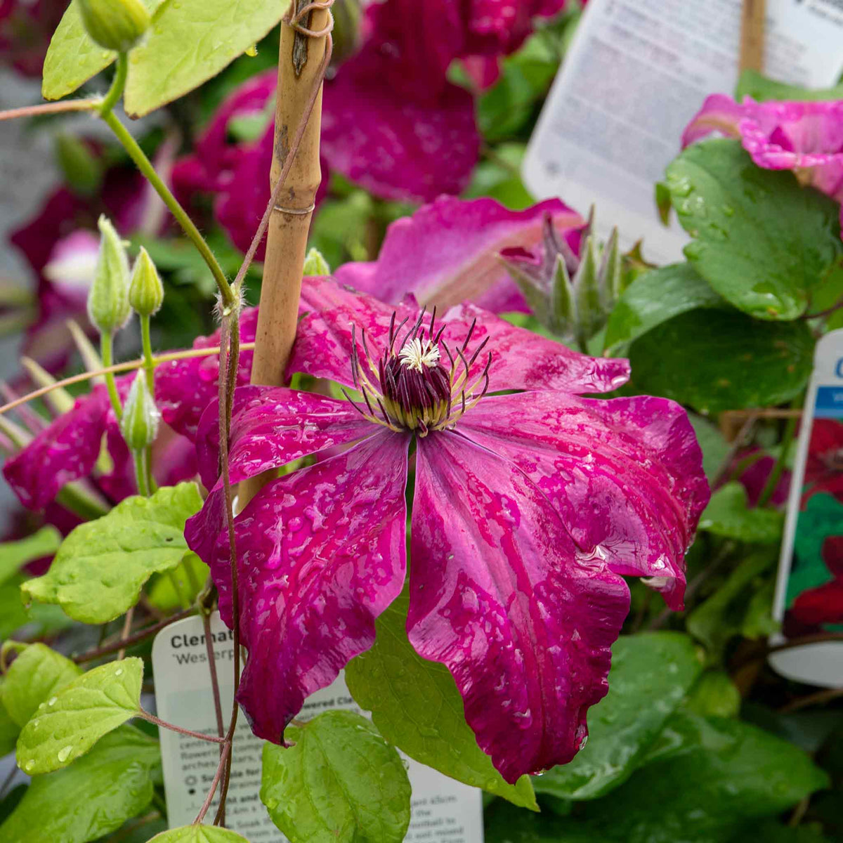 Clematis 'Westerplatte' - 2L Plant | Buy Clematis Plants Online ...