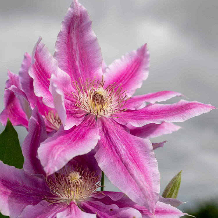 Clematis Plant 'Bees Jubilee'