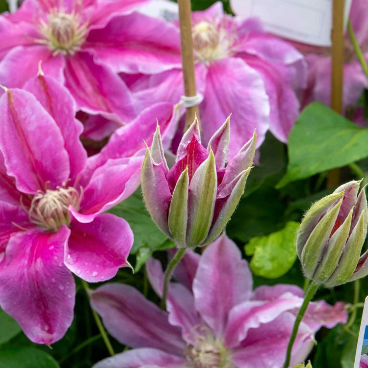 Clematis Plant 'Bees Jubilee'