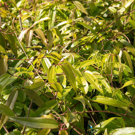 Clematis Plant 'Armandii'