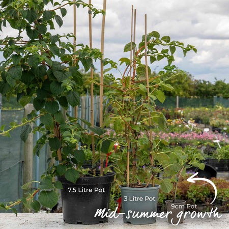 Climbing Hydrangea Plant 'Petiolaris'
