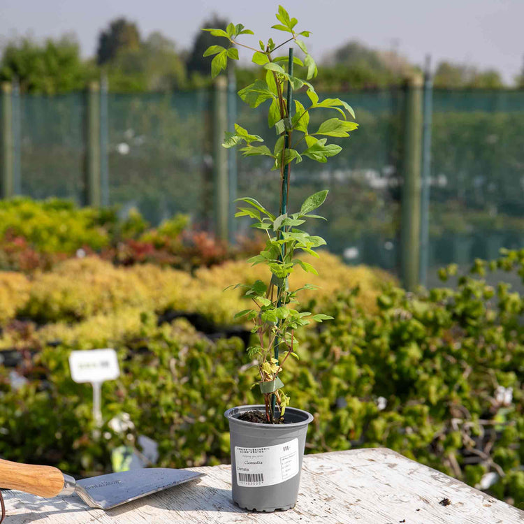 Jasmine Plant 'Officianale'