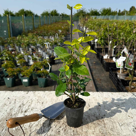 Star Jasmine Plant 'Star of Toscane'