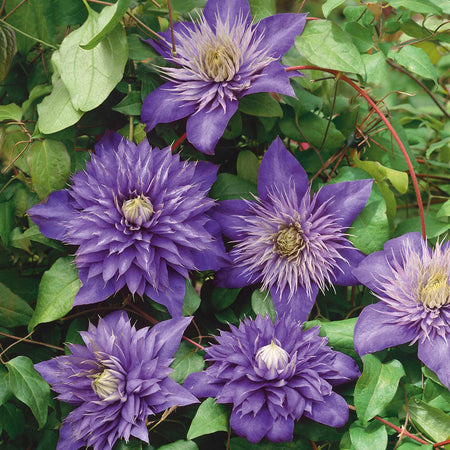 Clematis Plant 'Multi Blue'