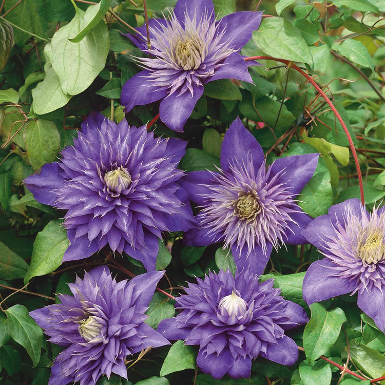 Clematis Plant 'Multi Blue'